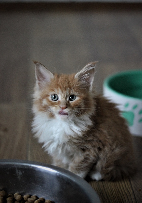 Vasilisa Monterini - Кошеня мейн-кун 1 місяць 3 тижні