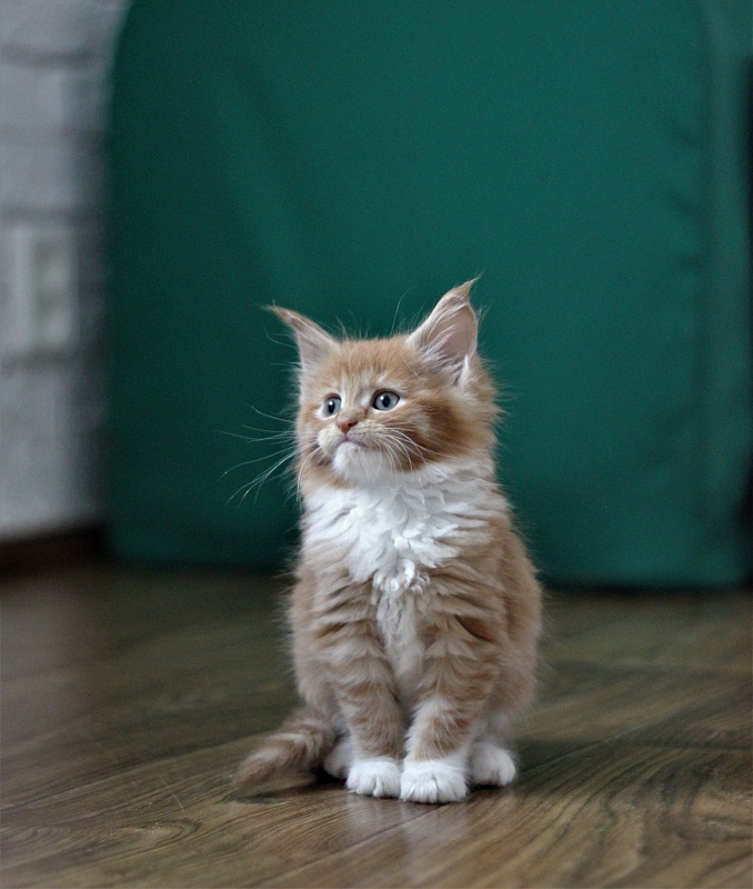 Vasilisa Monterini - Кошеня мейн-кун 1 місяць 3 тижні