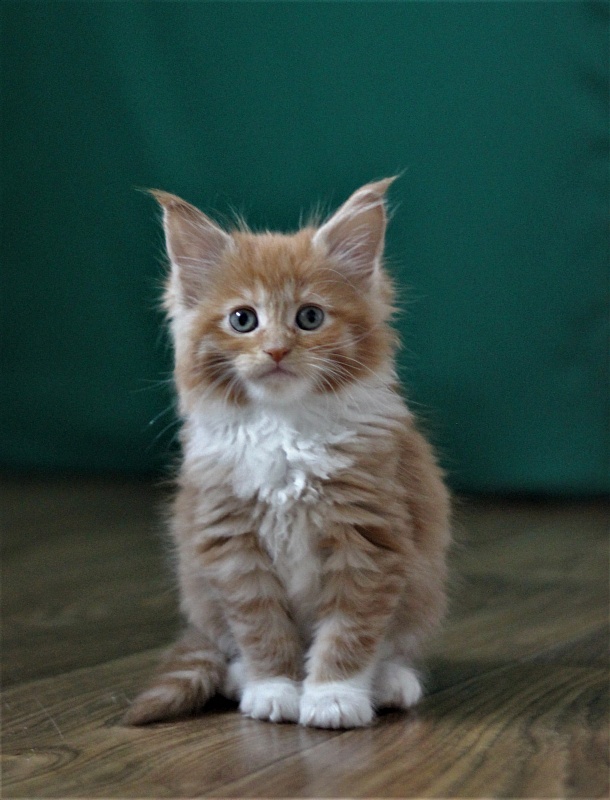 Vasilisa Monterini - Кошеня мейн-кун 1 місяць 3 тижні