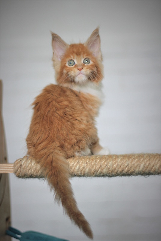 Vasilisa Monterini - Кошеня мейн-кун 1 місяць 4 тижні