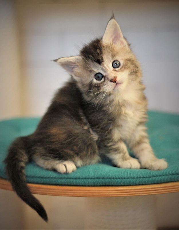 Vanilla Monterini - Kitten maine-coon 1 month