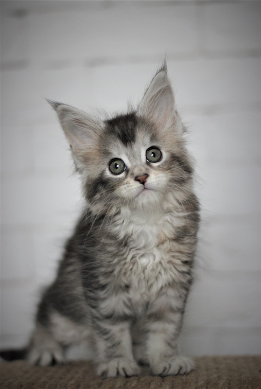 Vanilla Monterini - Kitten maine-coon 1 month 3 weeks