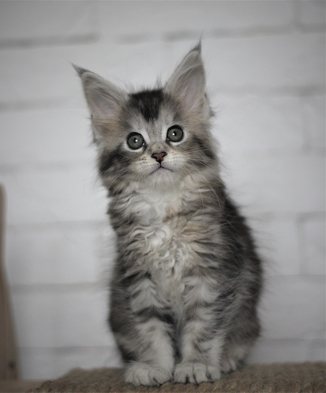 Vanilla Monterini - Kitten maine-coon 1 month 3 weeks