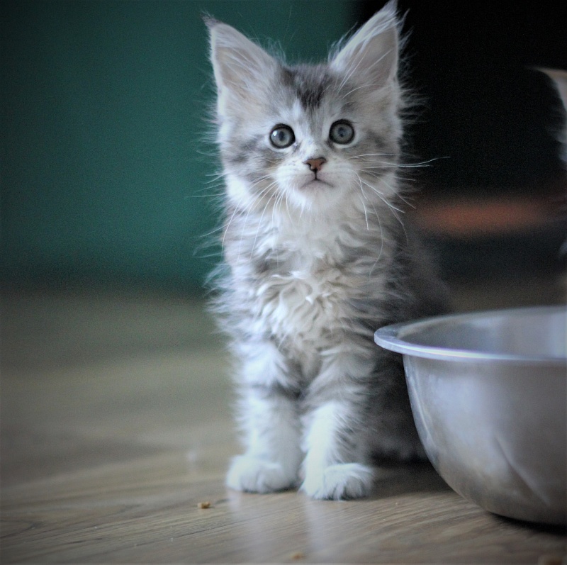 Vanilla Monterini - Kitten maine-coon 1 month 3 weeks