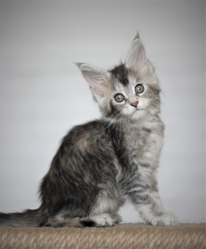 Vanilla Monterini - Kitten maine-coon 1 month 4 weeks