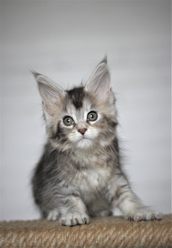 Vanilla Monterini - Kitten maine-coon 1 month 4 weeks