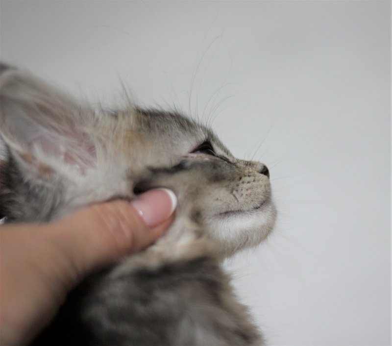 Vanilla Monterini - Kitten maine-coon 1 month 4 weeks