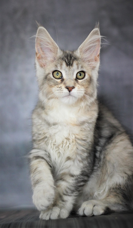 Vanilla Monterini - Kitten maine-coon 3 months 1 week