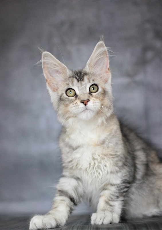 Vanilla Monterini - Kitten maine-coon 3 months 1 week