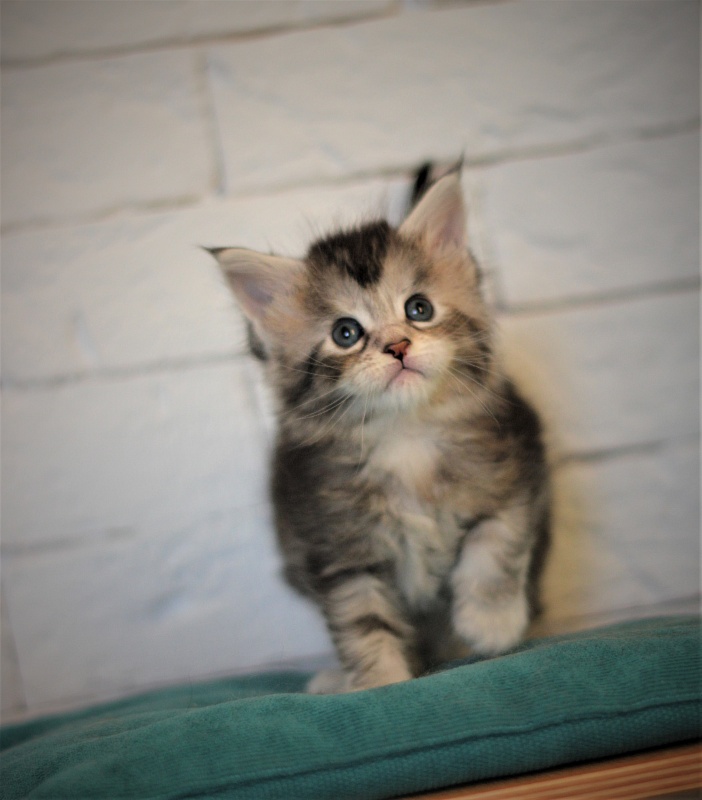 Vanilla Monterini - Kitten maine-coon 1 month