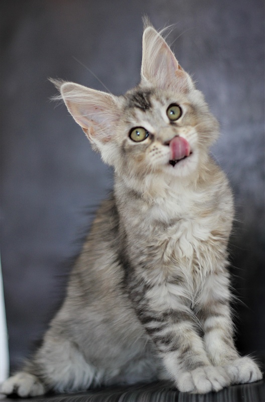 Vanilla Monterini - Kitten maine-coon 3 months 1 week