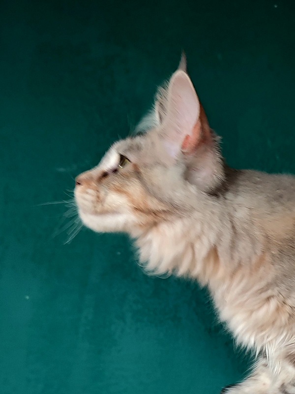 Vanilla Monterini - Kitten maine-coon 6 months 4 weeks