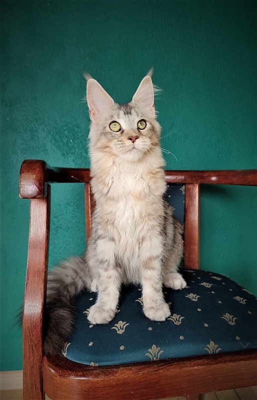Vanilla Monterini - Kitten maine-coon 6 months 4 weeks