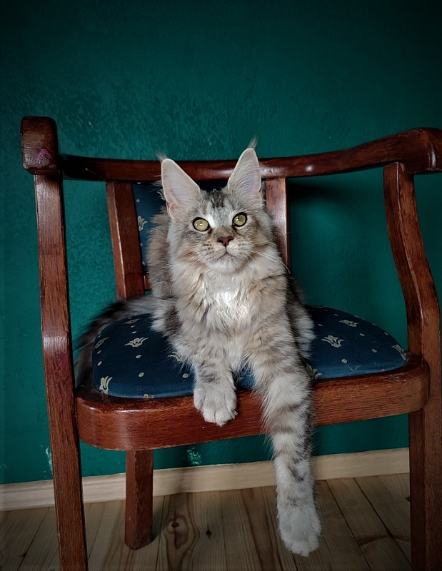 Vanilla Monterini - Kitten maine-coon 6 months 4 weeks