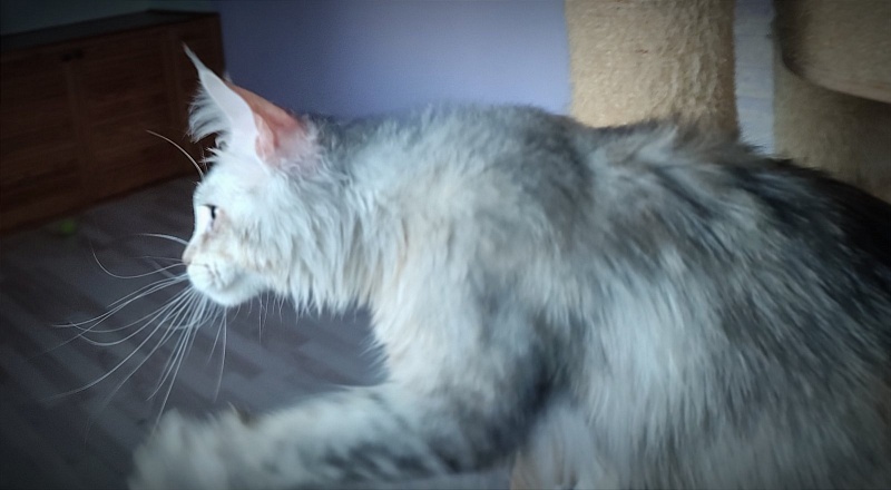 Vanilla Monterini - Adult maine-coon 1 year 1 month 3 weeks