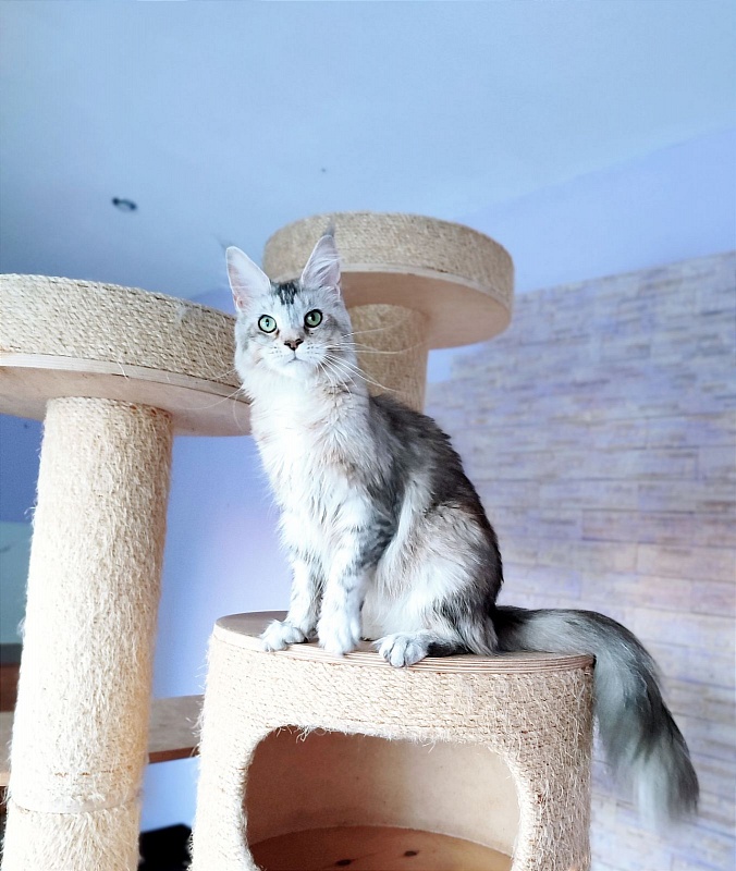 Vanilla Monterini - Adult maine-coon 1 year 1 month 3 weeks