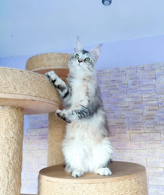 Vanilla Monterini - Adult maine-coon 1 year 1 month 3 weeks