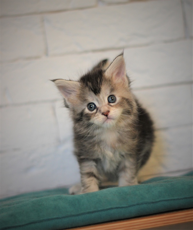 Vanilla Monterini - Kitten maine-coon 1 month