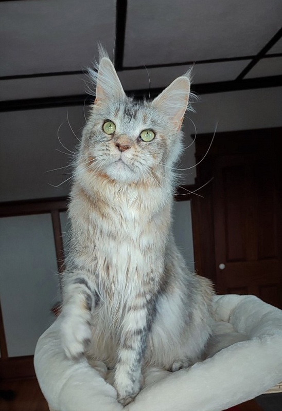 Vanilla Monterini - Adult maine-coon 1 year 10 months 3 weeks