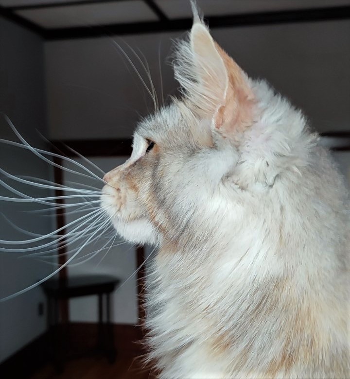 Vanilla Monterini - Adult maine-coon 1 year 10 months 3 weeks