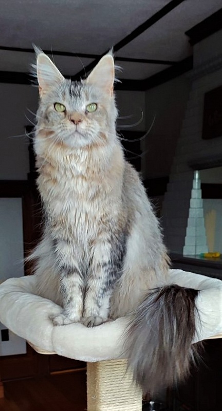 Vanilla Monterini - Adult maine-coon 1 year 10 months 3 weeks