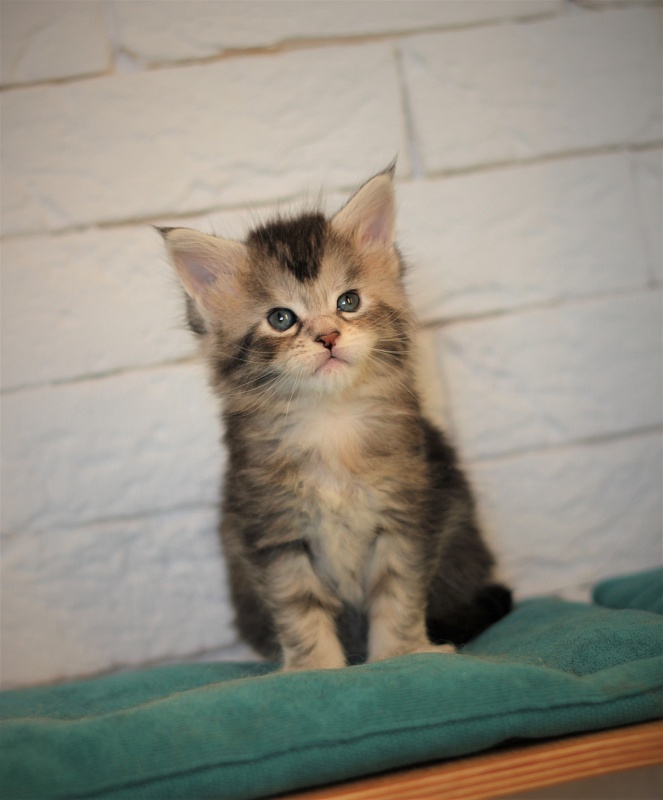 Vanilla Monterini - Kitten maine-coon 1 month