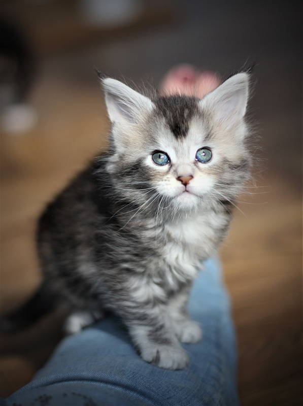 Vanilla Monterini - Kitten maine-coon 1 month 1 week