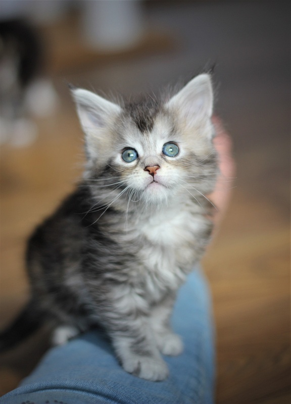 Vanilla Monterini - Kitten maine-coon 1 month 1 week