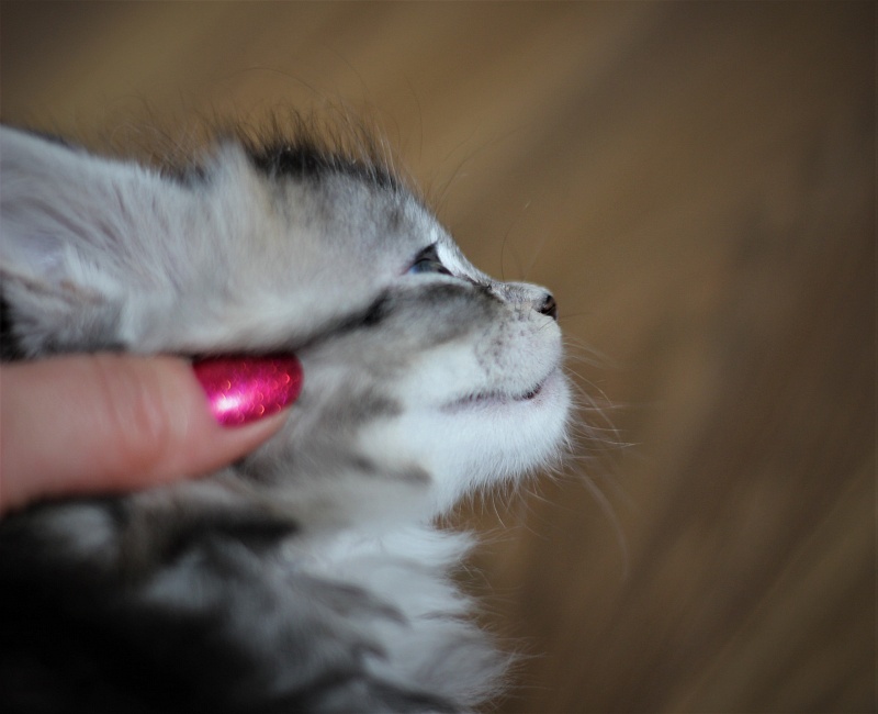 Vanilla Monterini - Kitten maine-coon 1 month 1 week