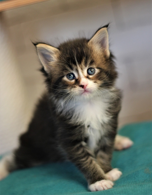 Very well Monterini - Кошеня мейн-кун 1 місяць