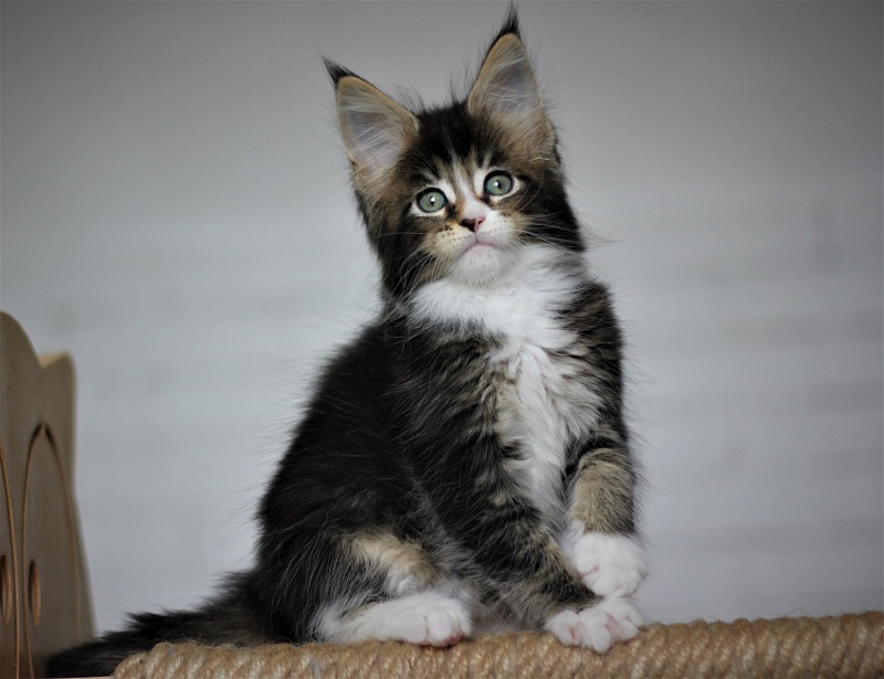 Very well Monterini - Кошеня мейн-кун 1 місяць 4 тижні