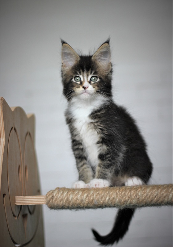 Very well Monterini - Кошеня мейн-кун 1 місяць 4 тижні