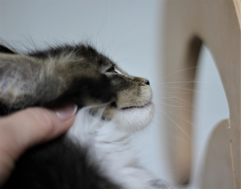 Very well Monterini - Кошеня мейн-кун 1 місяць 4 тижні