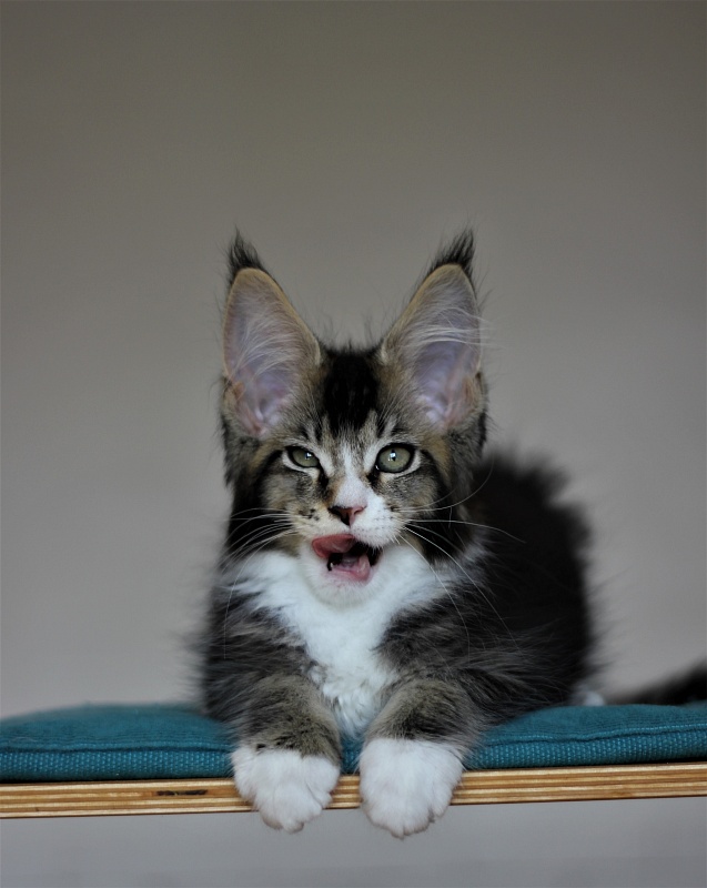 Very well Monterini - Кошеня мейн-кун 2 місяця 2,5 тижні