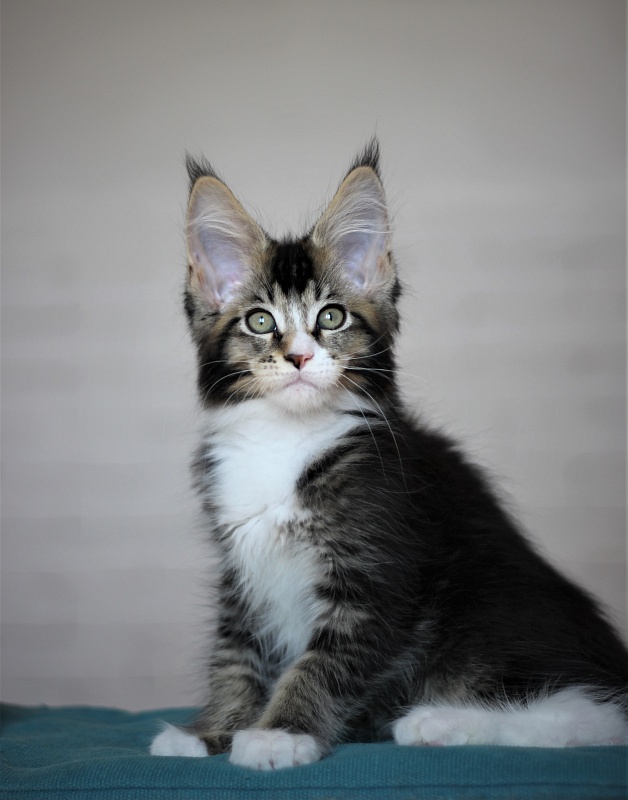 Very well Monterini - Кошеня мейн-кун 2 місяця 2,5 тижні