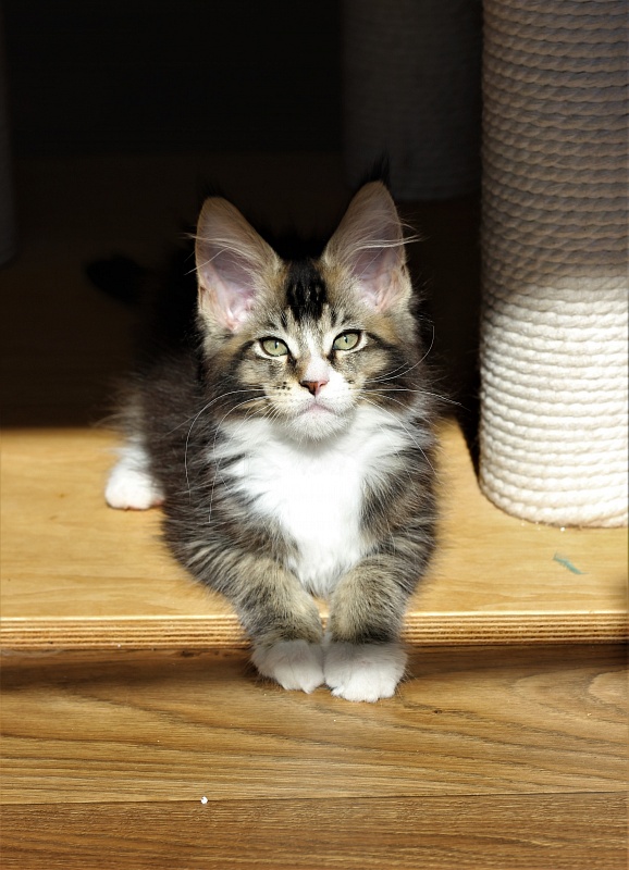 Very well Monterini - Кошеня мейн-кун 2 місяця 2,5 тижні