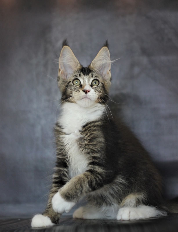 Very well Monterini - Кошеня мейн-кун 3 місяця 1 тиждень