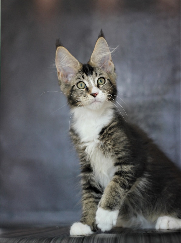 Very well Monterini - Кошеня мейн-кун 3 місяця 1 тиждень