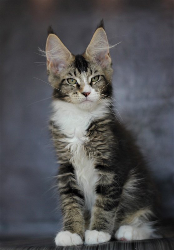 Very well Monterini - Кошеня мейн-кун 3 місяця 1 тиждень