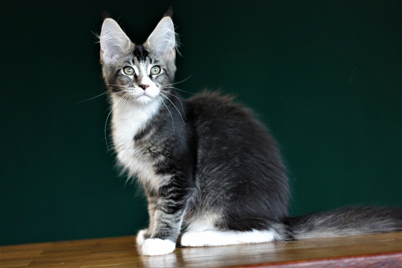 Very well Monterini - Кошеня мейн-кун 3 місяця 3 тижні