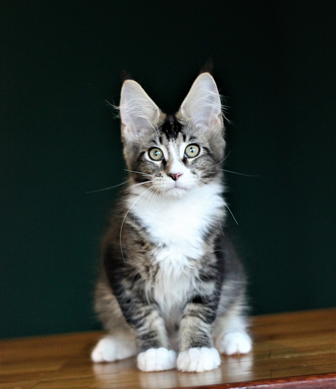 Very well Monterini - Кошеня мейн-кун 3 місяця 3 тижні