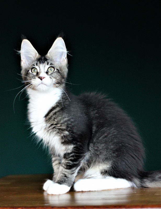 Very well Monterini - Кошеня мейн-кун 3 місяця 3 тижні