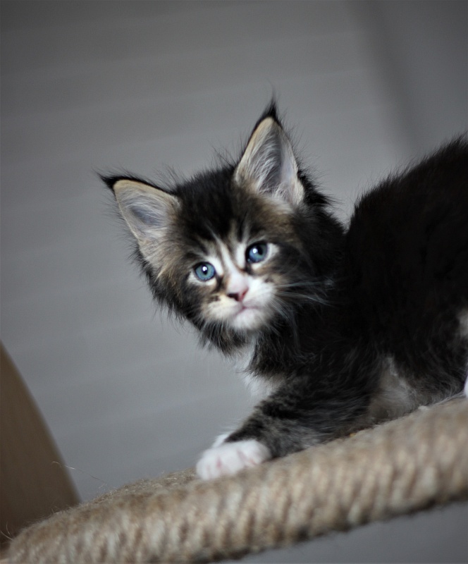 Very well Monterini - Кошеня мейн-кун 1 місяць 1 тиждень