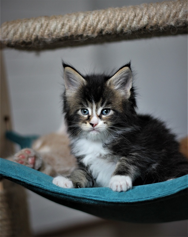 Very well Monterini - Кошеня мейн-кун 1 місяць 1 тиждень