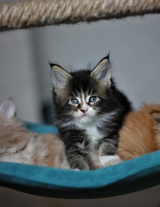 Very well Monterini - Кошеня мейн-кун 1 місяць 1 тиждень