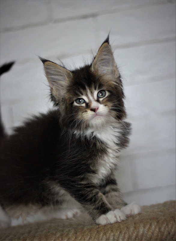 Very well Monterini - Кошеня мейн-кун 1 місяць 3 тижні