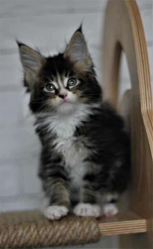 Very well Monterini - Кошеня мейн-кун 1 місяць 3 тижні