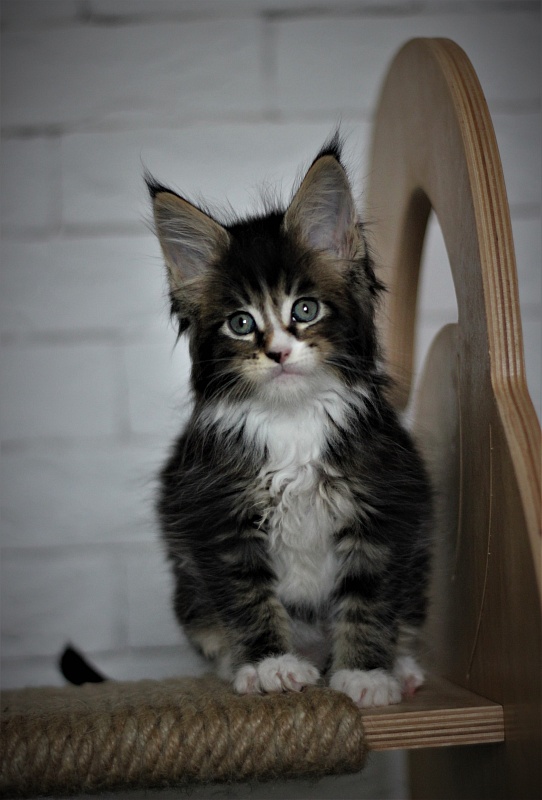 Very well Monterini - Кошеня мейн-кун 1 місяць 3 тижні