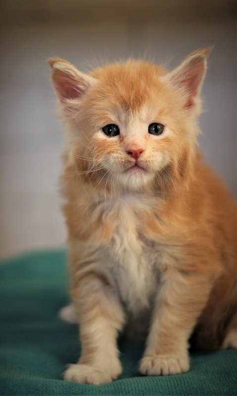 Volt Monterini - Kitten maine-coon 1 month