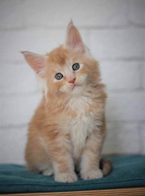 Volt Monterini - Kitten maine-coon 1 month 2 weeks